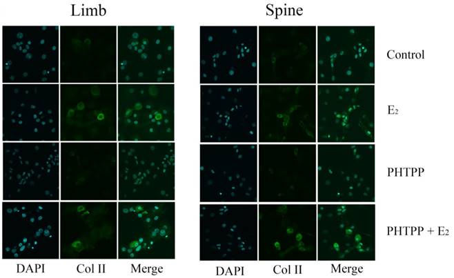 Int J Biol Sci Image