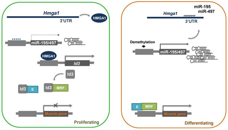 Int J Biol Sci Image