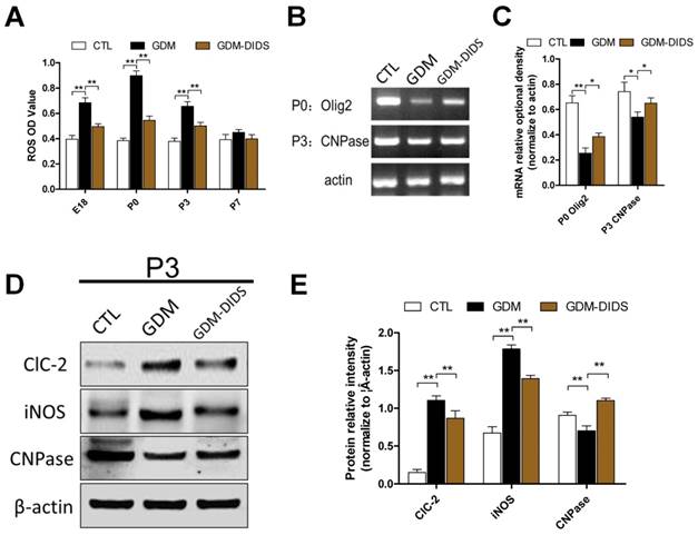 Int J Biol Sci Image