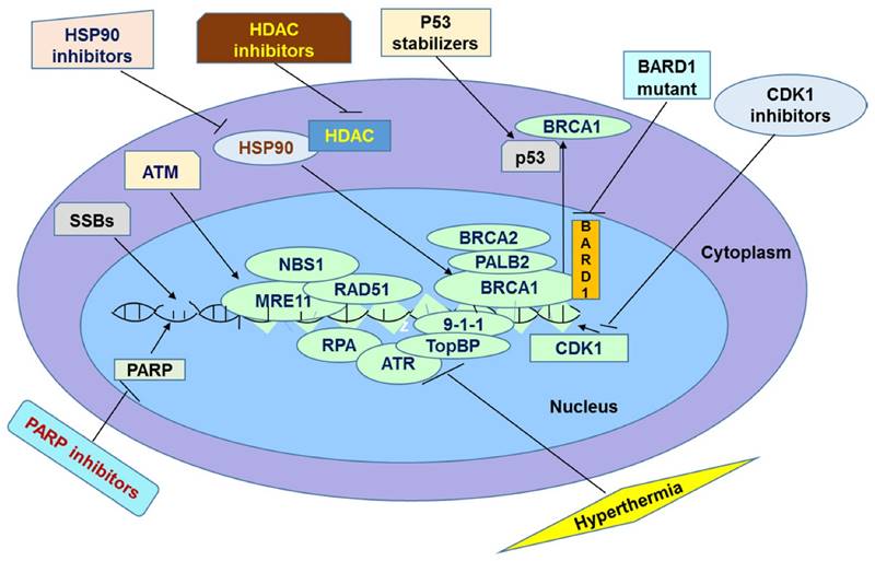 Int J Biol Sci Image