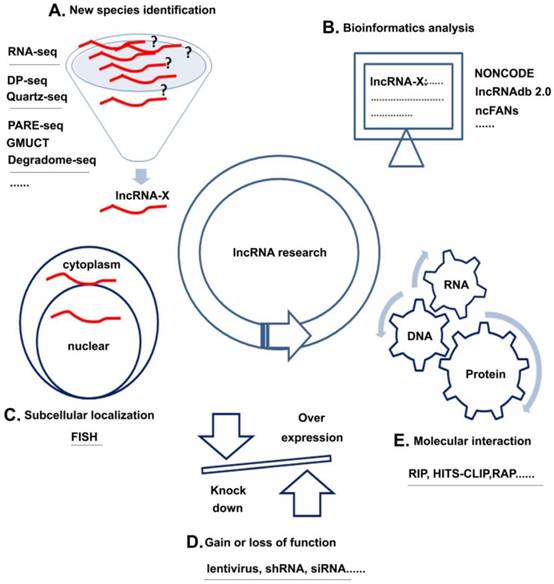 Int J Biol Sci Image