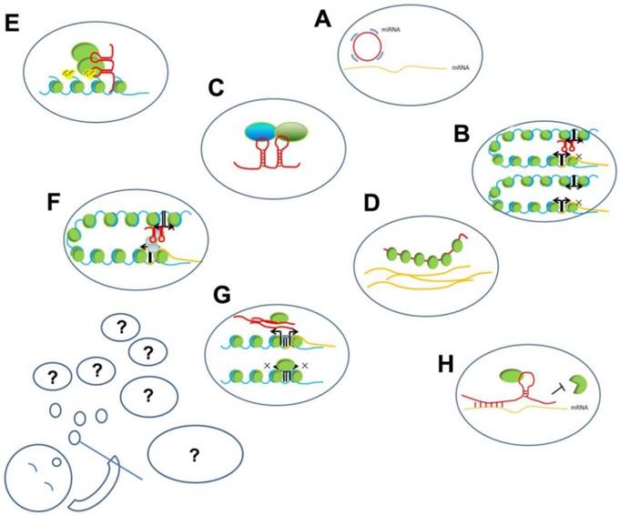 Int J Biol Sci Image