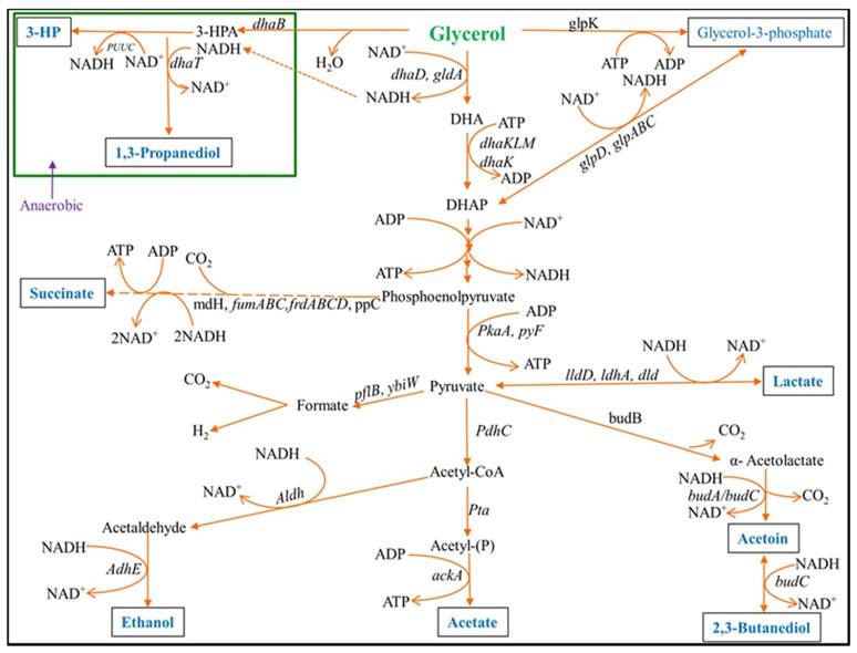 Int J Biol Sci Image