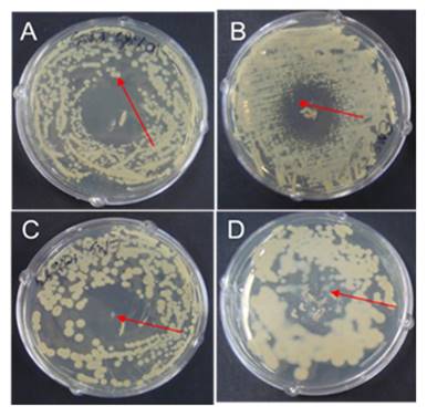 Int J Biol Sci Image