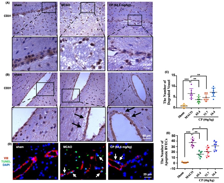 Int J Biol Sci Image