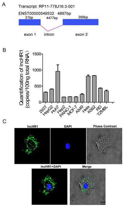 Int J Biol Sci Image