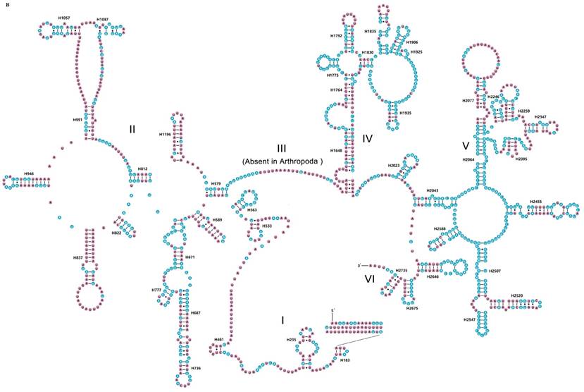 Int J Biol Sci Image