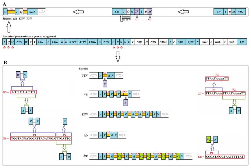 Int J Biol Sci Image