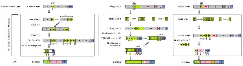 Int J Biol Sci Image