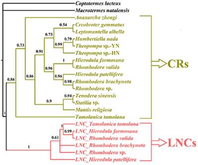 Int J Biol Sci Image