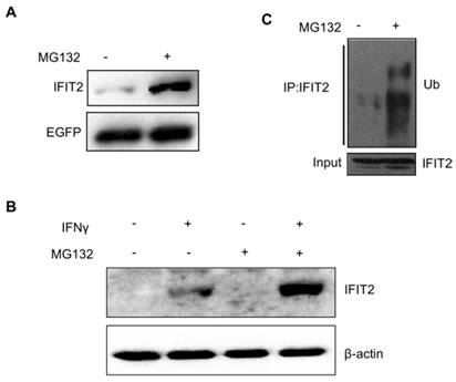 Int J Biol Sci Image