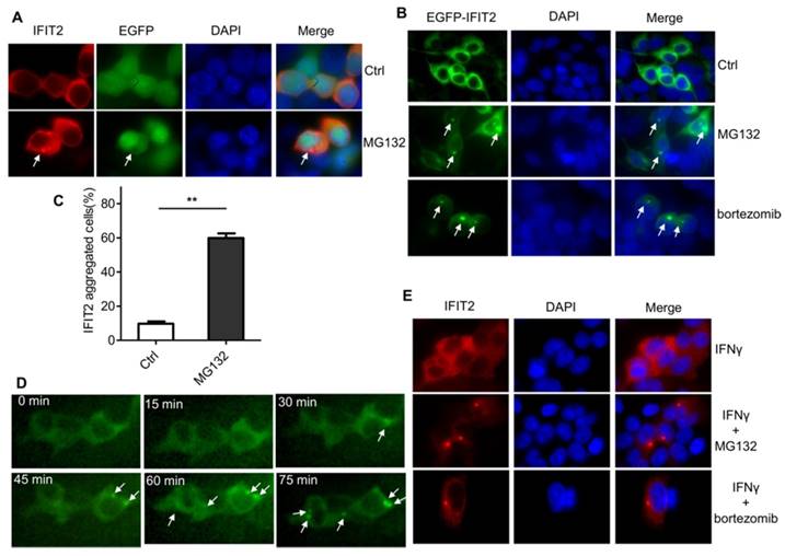 Int J Biol Sci Image