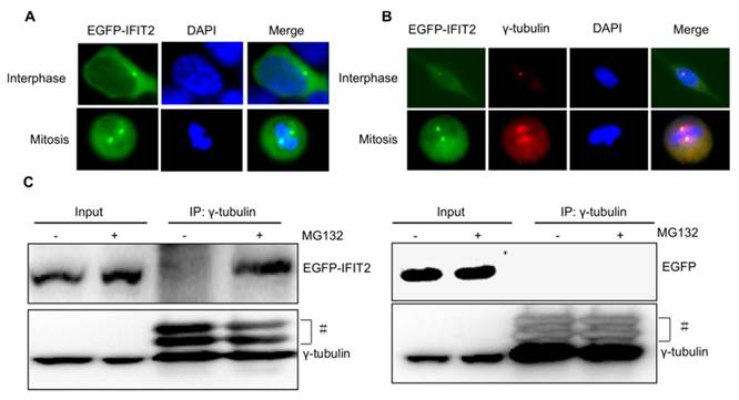 Int J Biol Sci Image