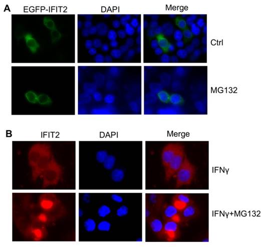 Int J Biol Sci Image