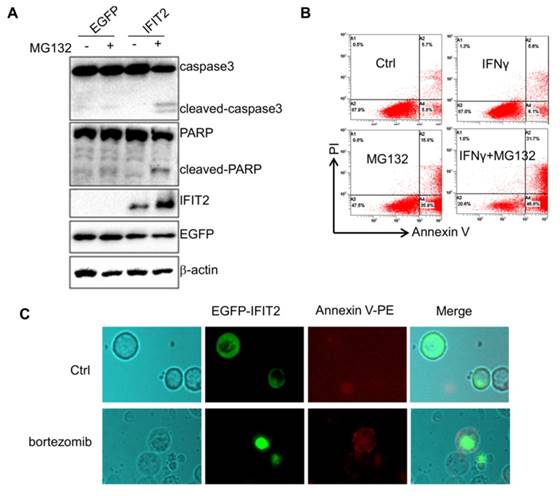 Int J Biol Sci Image