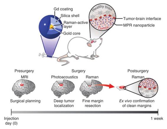 Int J Biol Sci Image