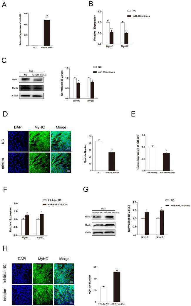 Int J Biol Sci Image