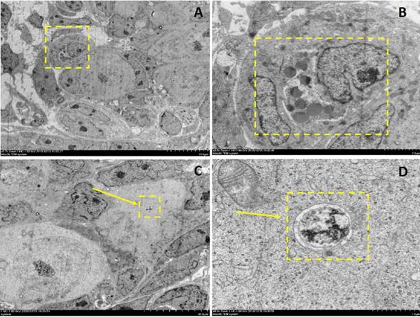 Int J Biol Sci Image