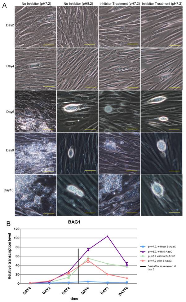 Int J Biol Sci Image