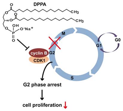 Int J Biol Sci Image