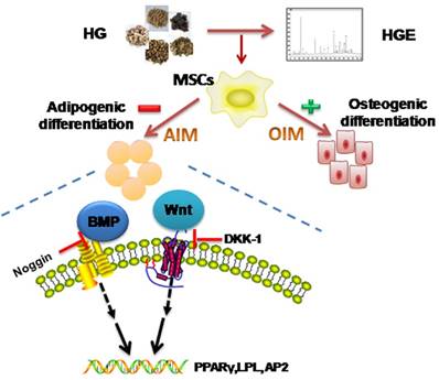 Int J Biol Sci Image