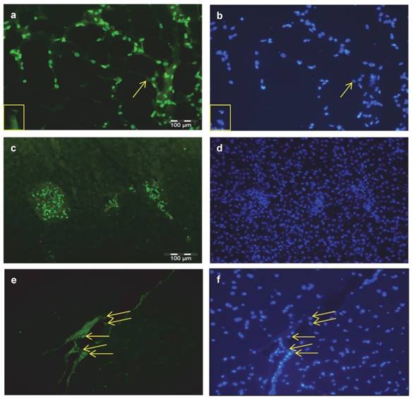 Int J Biol Sci Image