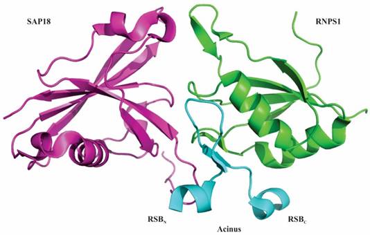 Int J Biol Sci Image