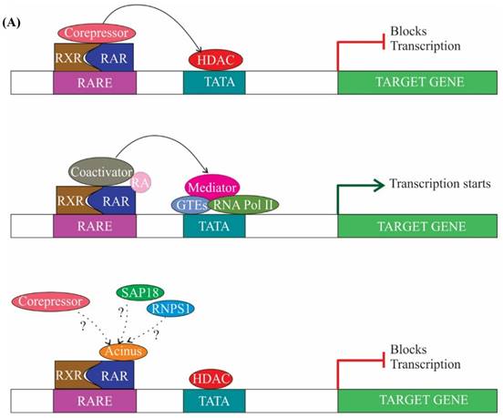 Int J Biol Sci Image