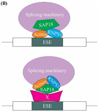 Int J Biol Sci Image