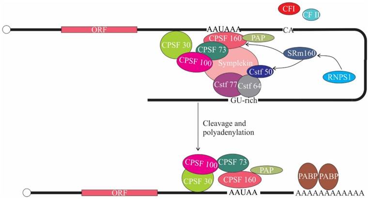 Int J Biol Sci Image