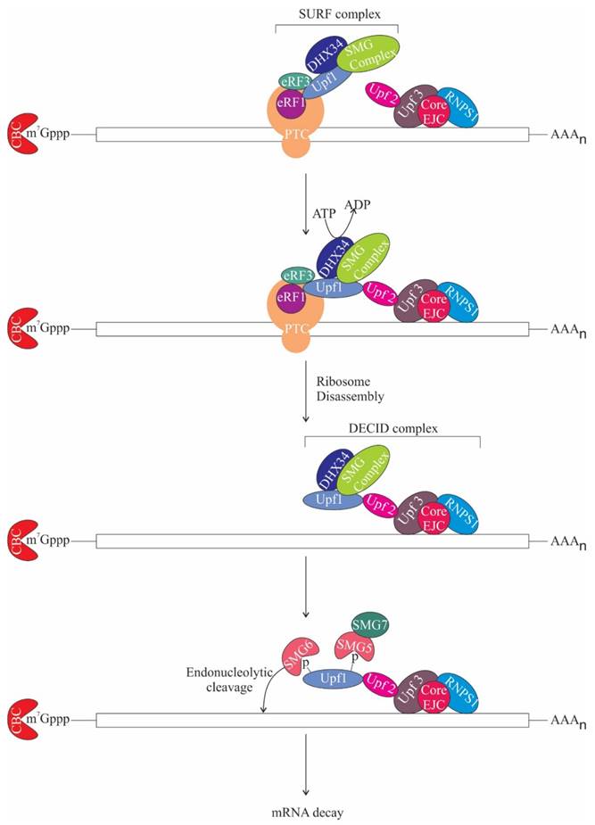 Int J Biol Sci Image