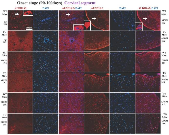 Int J Biol Sci Image