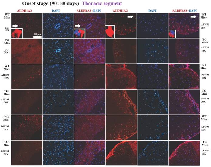 Int J Biol Sci Image