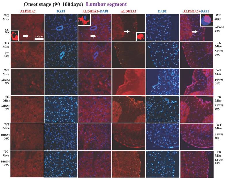 Int J Biol Sci Image