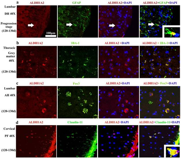 Int J Biol Sci Image