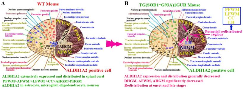 Int J Biol Sci Image