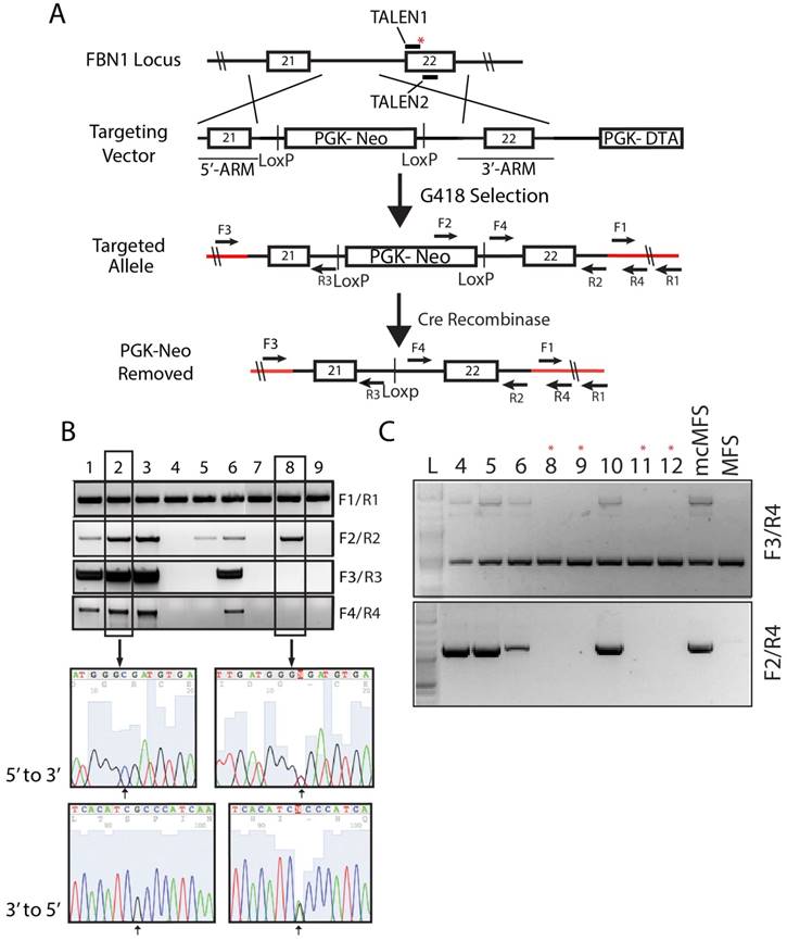 Int J Biol Sci Image