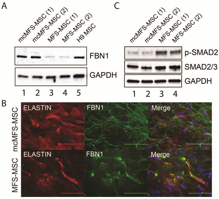 Int J Biol Sci Image