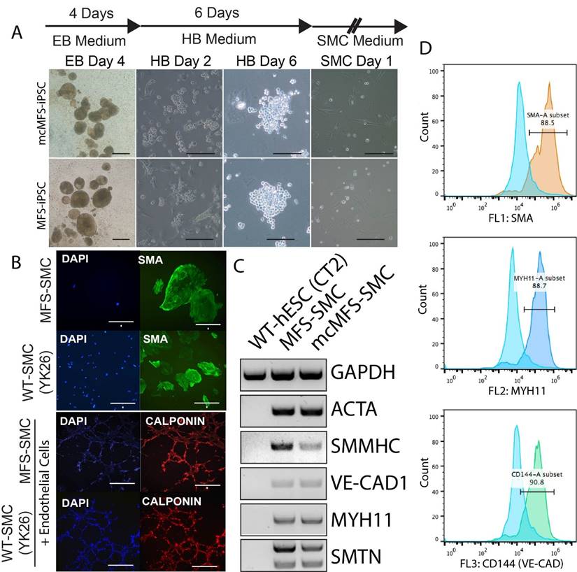 Int J Biol Sci Image