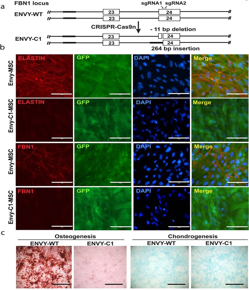 Int J Biol Sci Image