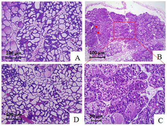 Int J Biol Sci Image