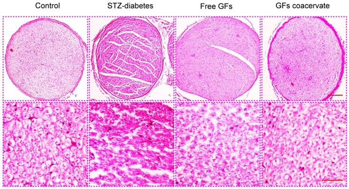 Int J Biol Sci Image