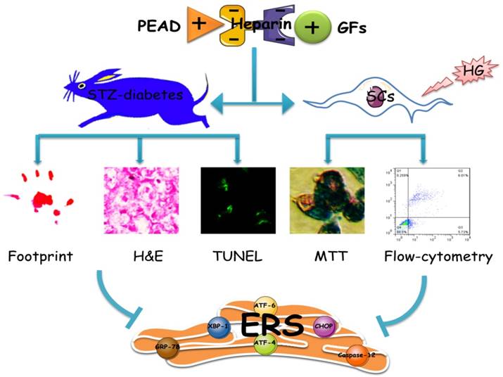 Int J Biol Sci Image