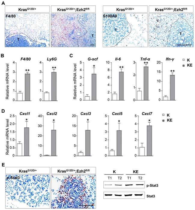 Int J Biol Sci Image