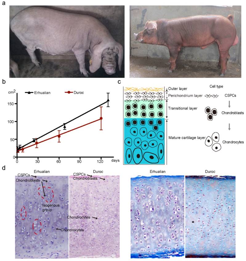 Int J Biol Sci Image