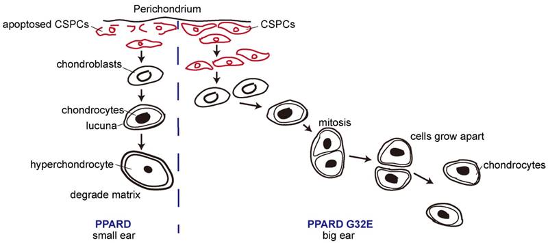 Int J Biol Sci Image