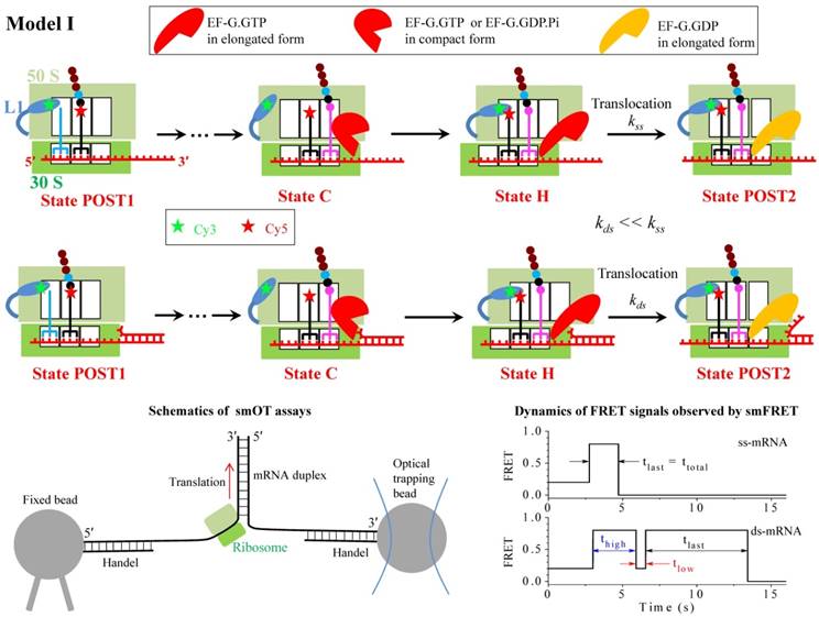 Int J Biol Sci Image