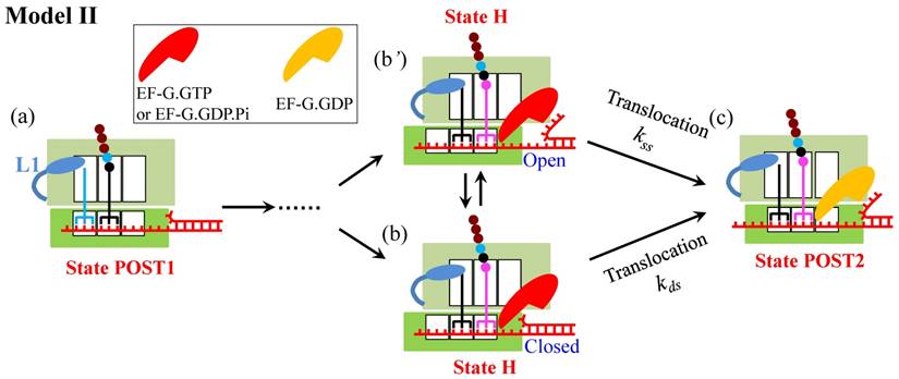 Int J Biol Sci Image