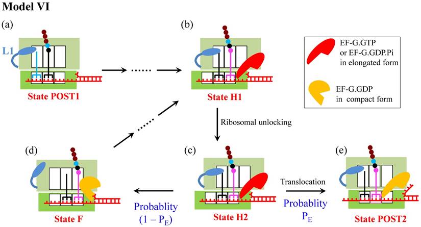 Int J Biol Sci Image