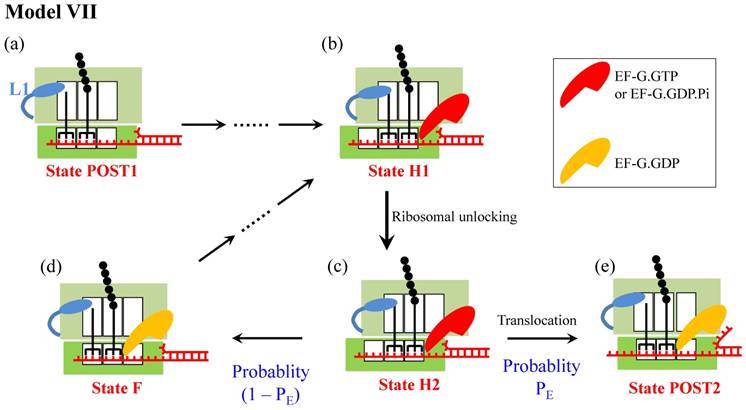 Int J Biol Sci Image